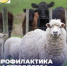 Профилактика пастереллеза. - Ирбейский район